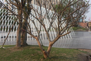 湛江枯树旁的现代建筑景观