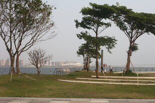 湛江海滨公园绿树景观