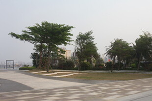 湛江海滨公园绿树成荫景致