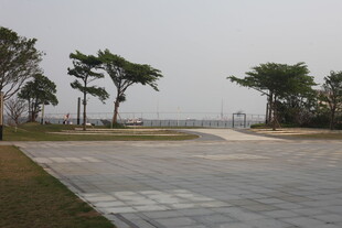 湛江空旷广场边的绿树与远景