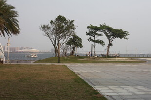 湛江海滨草地旁的树木景观