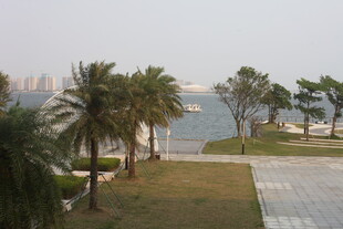 湛江海滨公园中的棕榈树景观