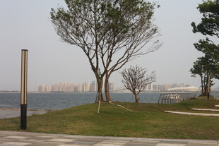 湛江湖畔草地旁的树木景观