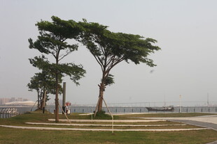 湛江海边三棵绿树挺立