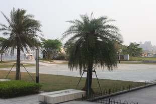 湛江道路旁的挺拔棕榈树