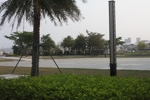 湛江户外道路旁的绿植与树木