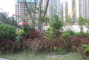 湛江城市中的绿植花卉景观