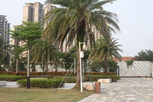湛江城市中的棕榈树景观