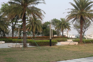 湛江户外棕榈树景观