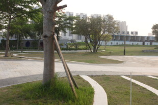 湛江公园内的树木与开阔场地