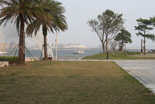 湛江海滨草地旁的树木景观