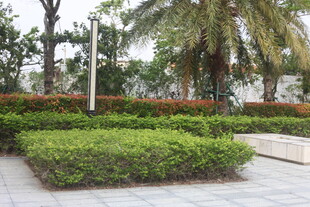 湛江城市绿植景观