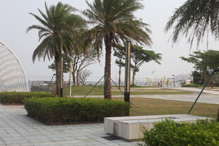 湛江户外棕榈树景观