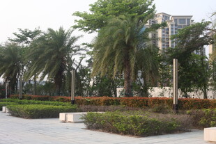 湛江城市公园中的绿植景观