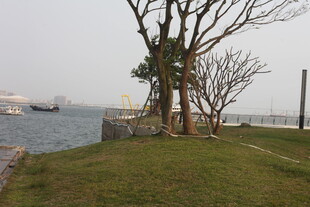 湛江江边草地旁的光秃树木