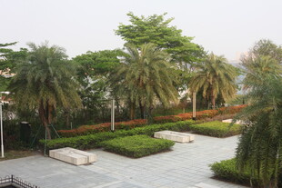 湛江园林景观中的棕榈树与绿地