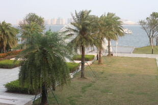 湛江海滨公园的葱郁棕榈树