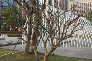 湛江城市中光秃树木与现代建筑