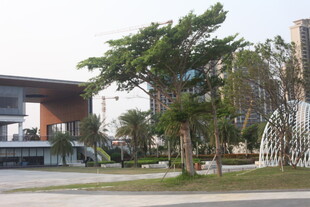 湛江校园绿树环绕的建筑景观