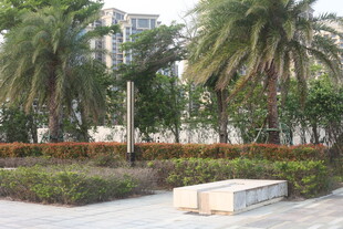 湛江城市中的绿植景观