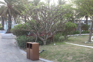 湛江户外园林景观一角