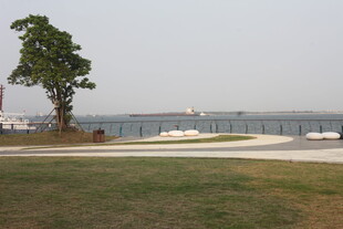 湖畔孤树与开阔景致