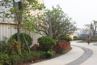 小区旁的绿植景观小径