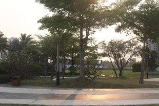 湛江黄昏下的公园绿树景观