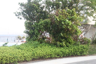 湛江路边绿植景观