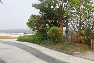 湛江海滨路旁绿植景观
