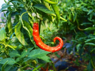 弯曲红辣椒