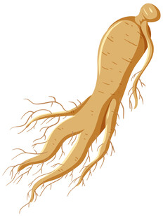 人参植物插画