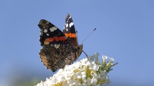 蝴蝶停驻繁花上
