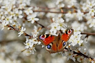 蝴蝶停驻繁花枝头