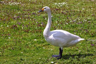草地上的优雅白天鹅