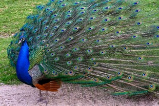 开屏的美丽孔雀