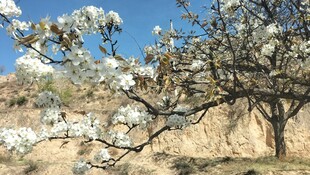 春日繁花满枝的美丽树木