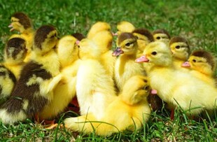 草地上的一群可爱小鸭子