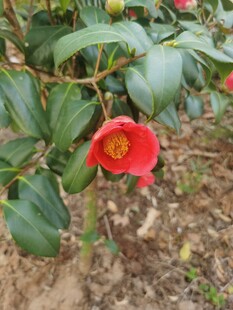 娇艳山茶花绽放于绿叶间