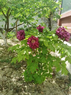 庭院中绽放的艳丽牡丹花