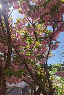 烂漫樱花树
