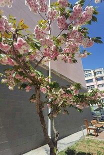 春日繁花树