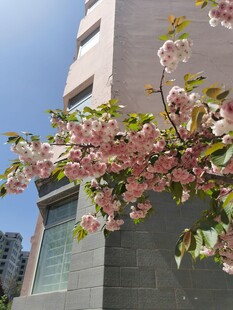 高楼旁绽放的粉嫩樱花