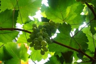 绿叶间的青葡萄串