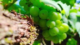 新鲜葡萄挂于翠绿藤蔓间