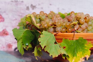 葡萄