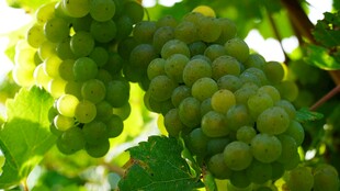 饱满绿葡萄挂于藤间