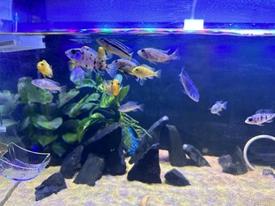 多彩水族箱内的灵动景象