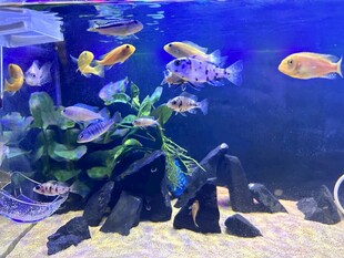 多彩热带鱼的水族箱景观