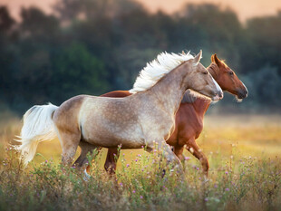 草原上双马奔腾